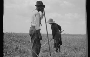 A black and white image of two cotton sharecroppers in a field. 